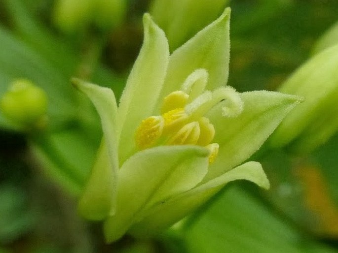 Disporum cantoniense