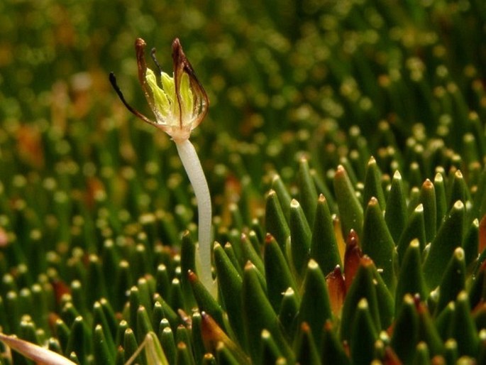 Distichia muscoides