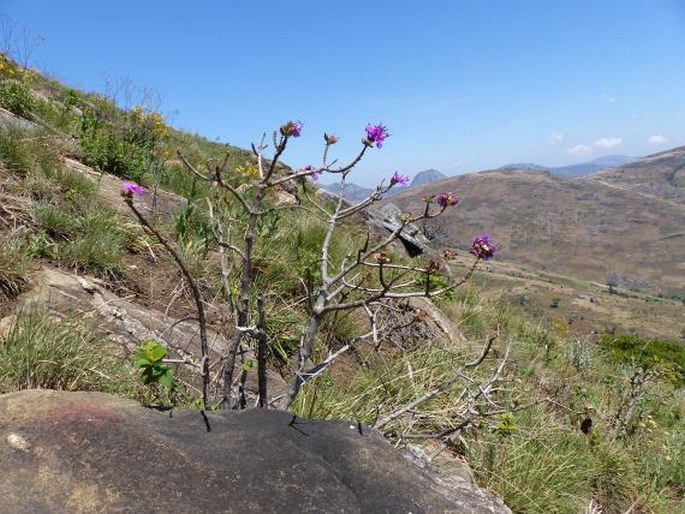 Dissotidendron melleri