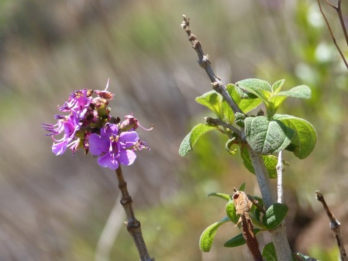 Dissotidendron melleri