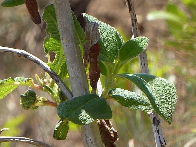 Dissotidendron melleri