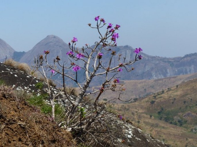 Dissotidendron melleri