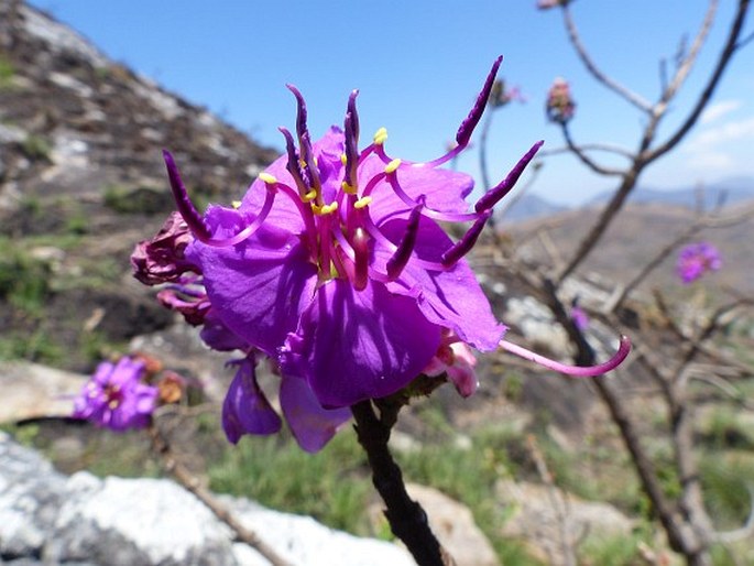 Dissotidendron melleri