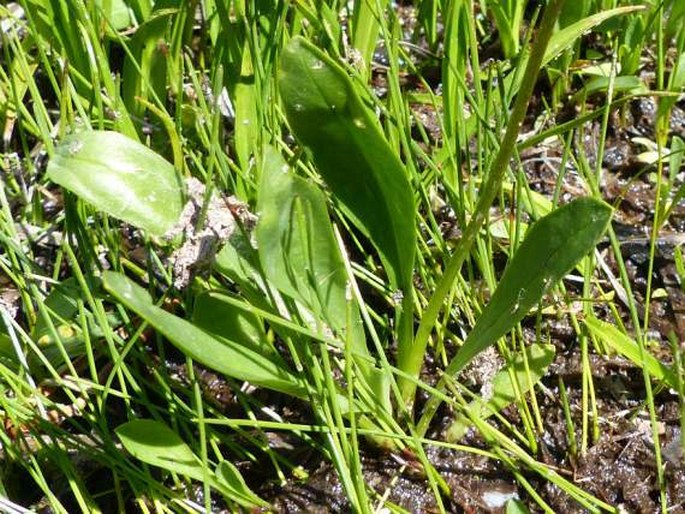 Dodecatheon alpinum