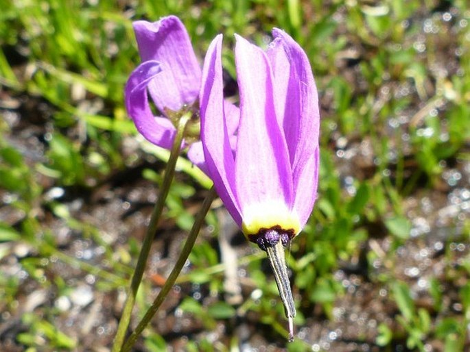 Dodecatheon alpinum