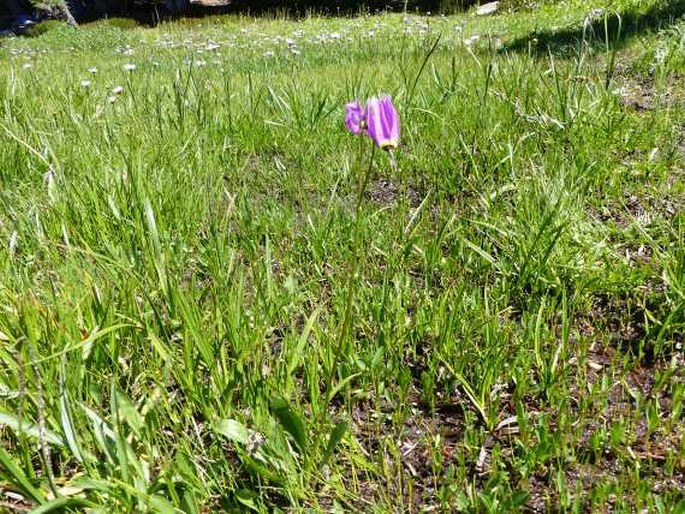 Dodecatheon alpinum