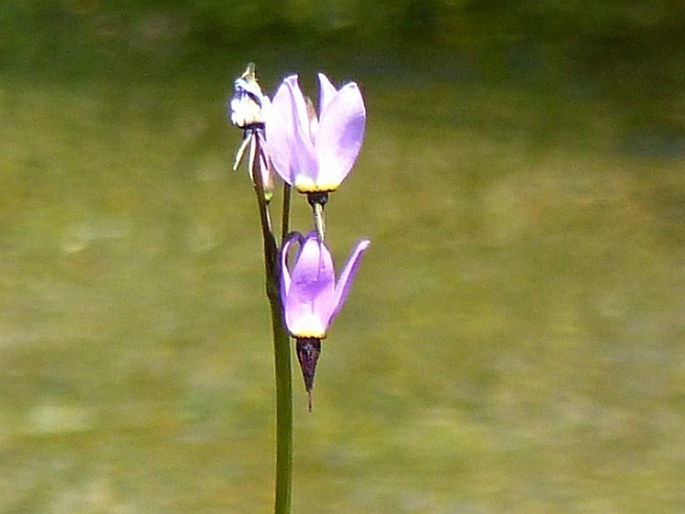 Dodecatheon alpinum