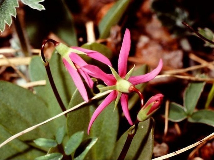 Dodecatheon conjugens