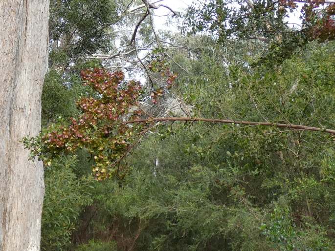 Dodonaea viscosa subsp. cuneata