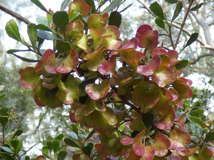 Dodonaea viscosa subsp. cuneata