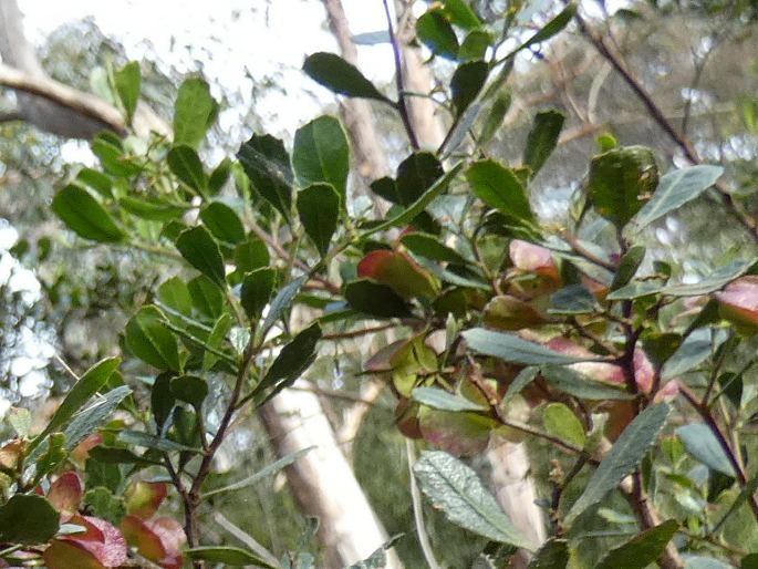 Dodonaea viscosa subsp. cuneata