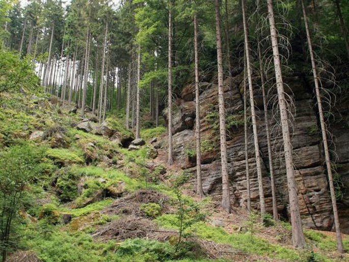 Údolí Dolnožlebského potoka