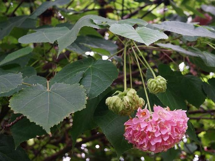 DOMBEYA ×CAYEUXII André