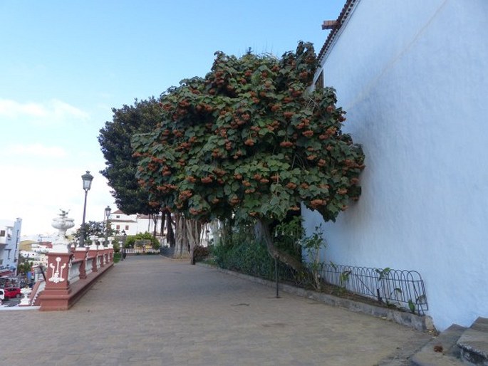 Dombeya × cayeuxii