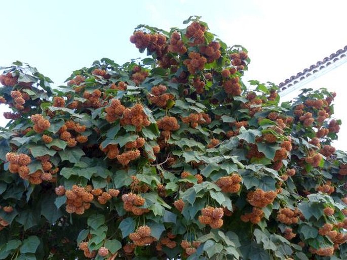 Dombeya × cayeuxii