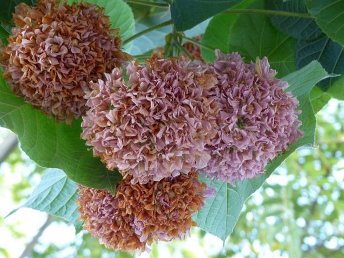 Dombeya × cayeuxii