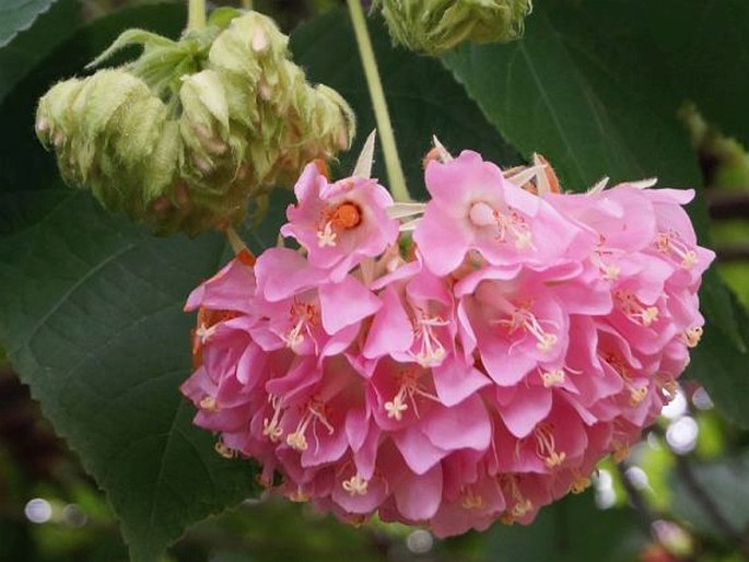 Dombeya × cayeuxii