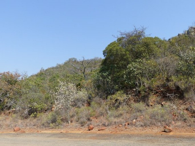 Dombeya rotundifolia