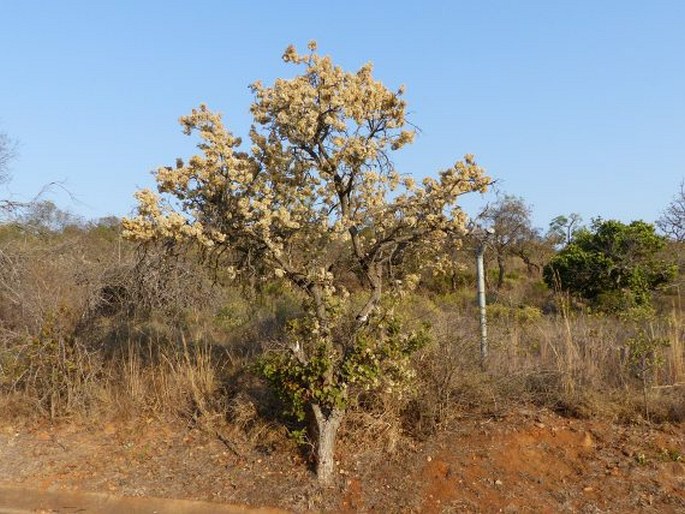 Dombeya rotundifolia