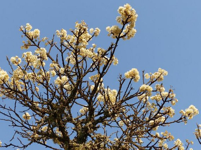 DOMBEYA ROTUNDIFOLIA (Hochst.) Planch. – klanoch