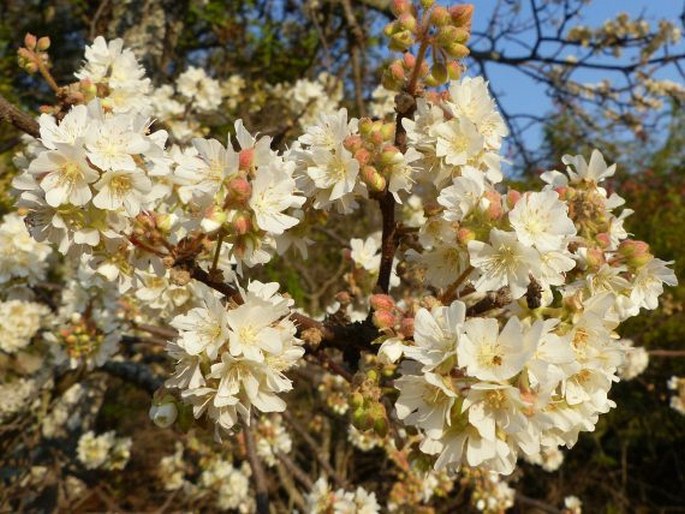 Dombeya rotundifolia