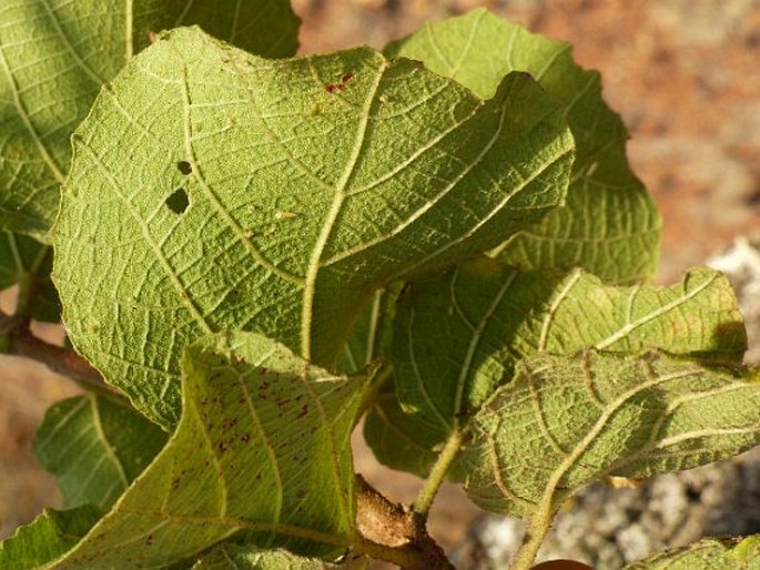 Dombeya rotundifolia