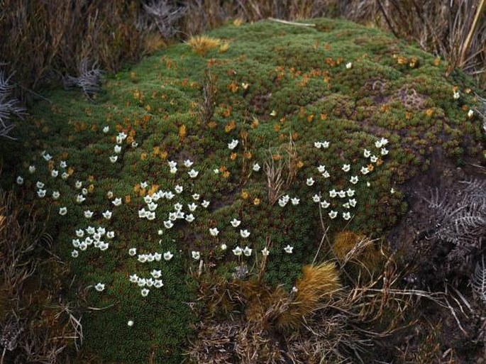 Donatia novae-zelandiae