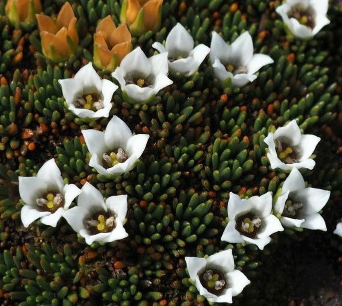 Donatia novae-zelandiae