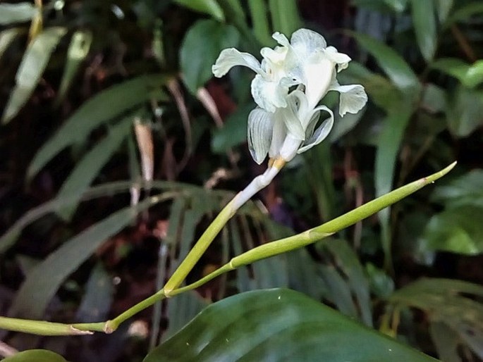 DONAX CANNIFORMIS (G. Forst.) K. Schum.