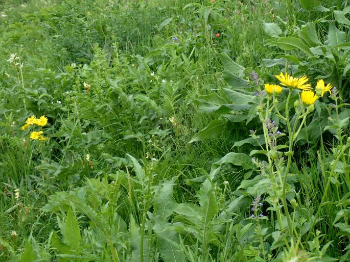 Doronicum macrophyllum