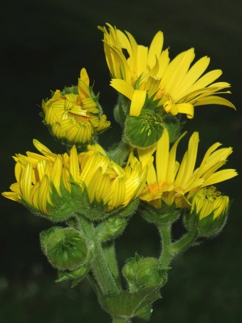 Doronicum macrophyllum