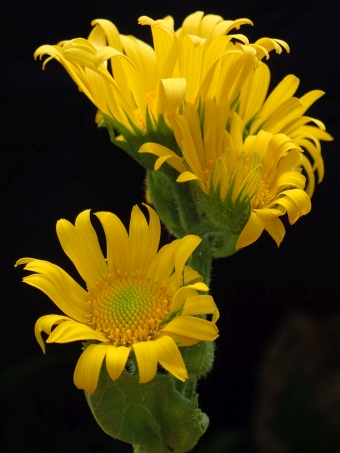 Doronicum macrophyllum