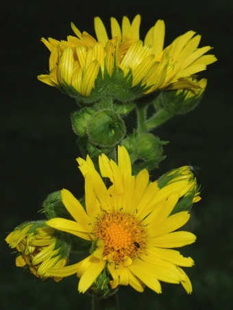 Doronicum macrophyllum