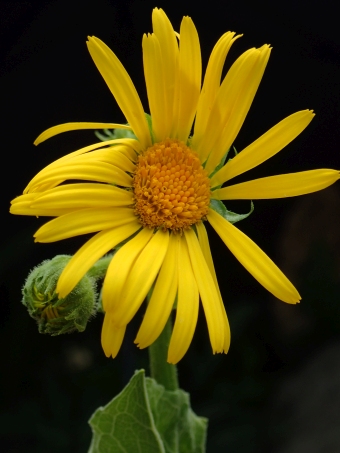 Doronicum macrophyllum