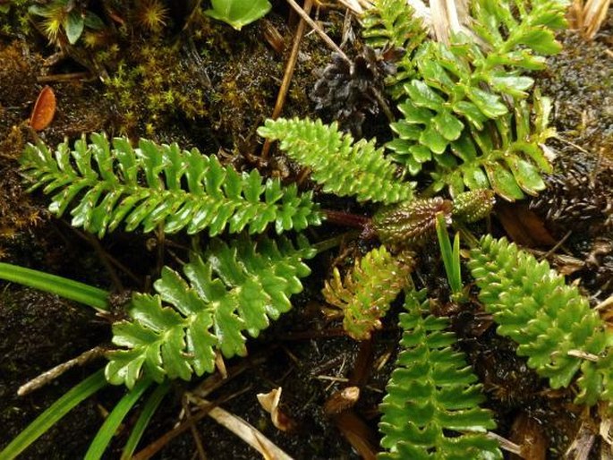 Dorobaea pimpinellifolia