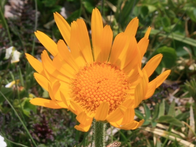 Doronicum glaciale subsp. calcareum