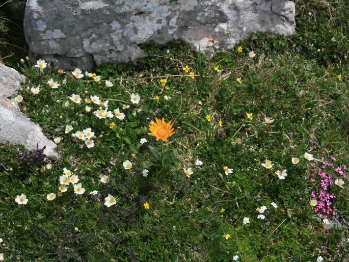 Doronicum glaciale subsp. calcareum