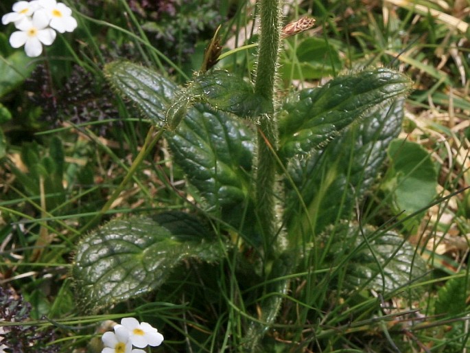 Doronicum glaciale subsp. calcareum