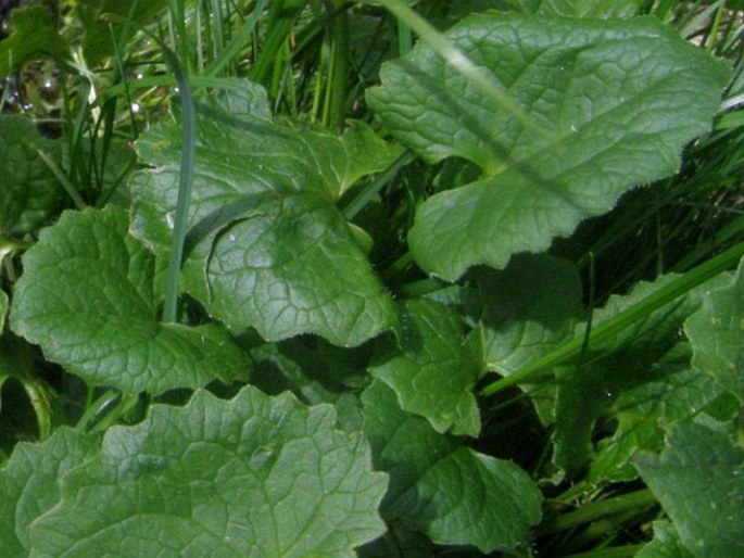 Doronicum carpaticum