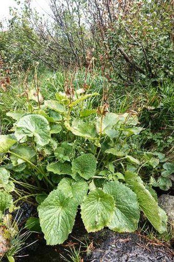 Doronicum cataractarum