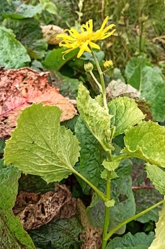 Doronicum cataractarum