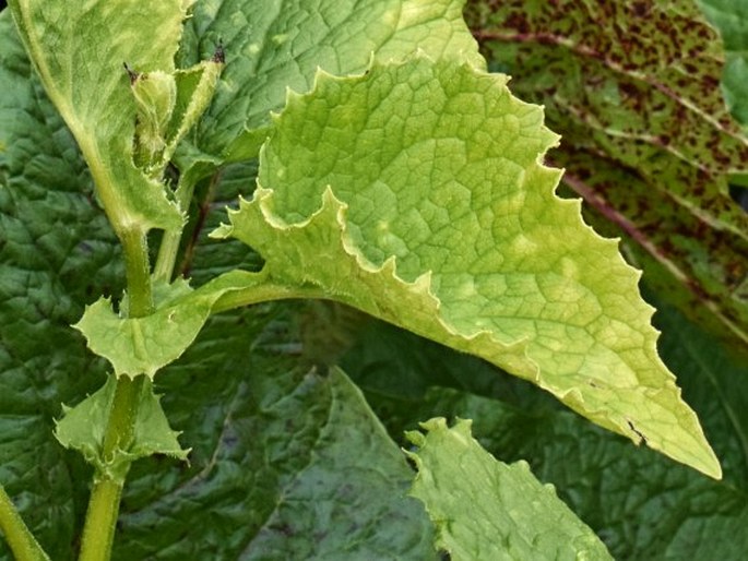 Doronicum cataractarum