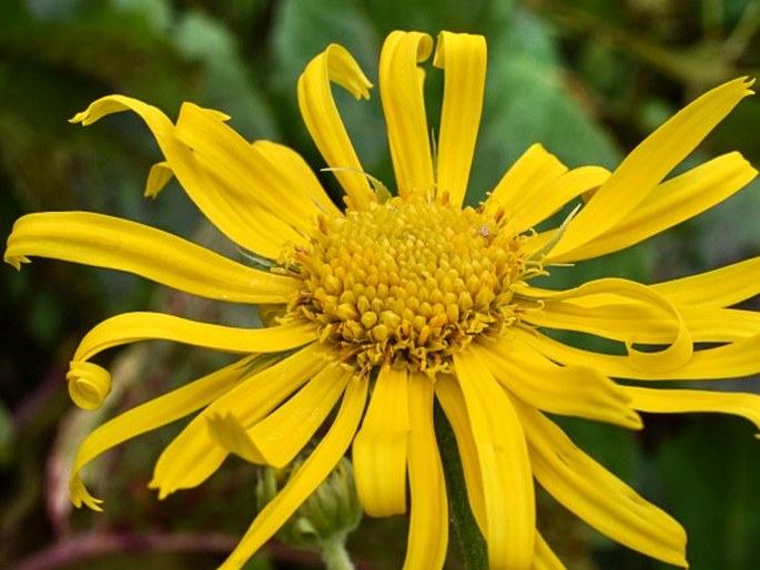 Doronicum cataractarum