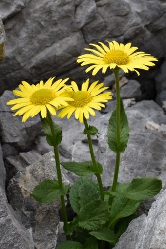 Doronicum grandiflorum