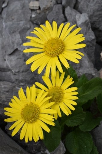 Doronicum grandiflorum