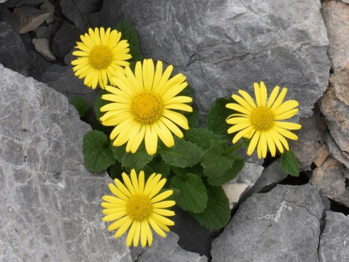 DORONICUM GRANDIFLORUM Lam. – kamzičník