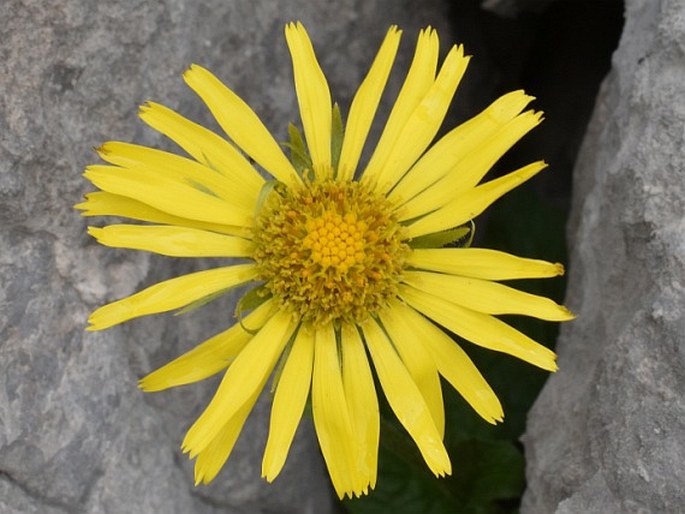 Doronicum grandiflorum