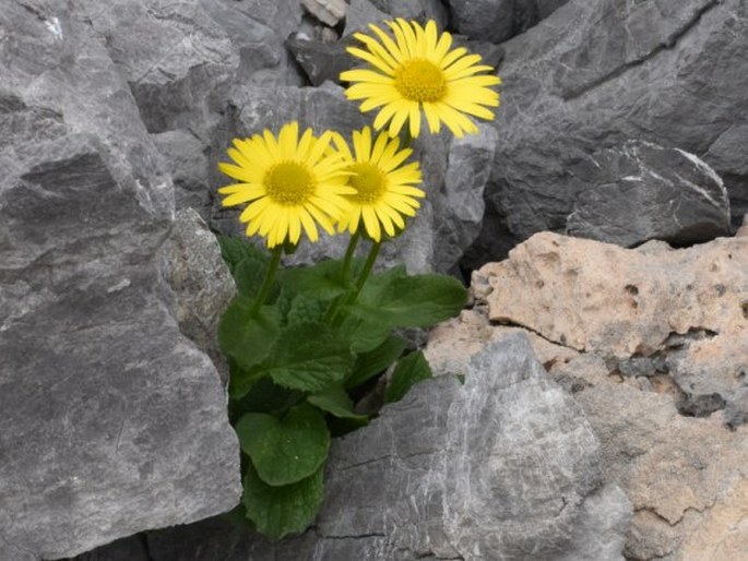 Doronicum grandiflorum