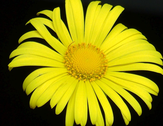 Doronicum orientale