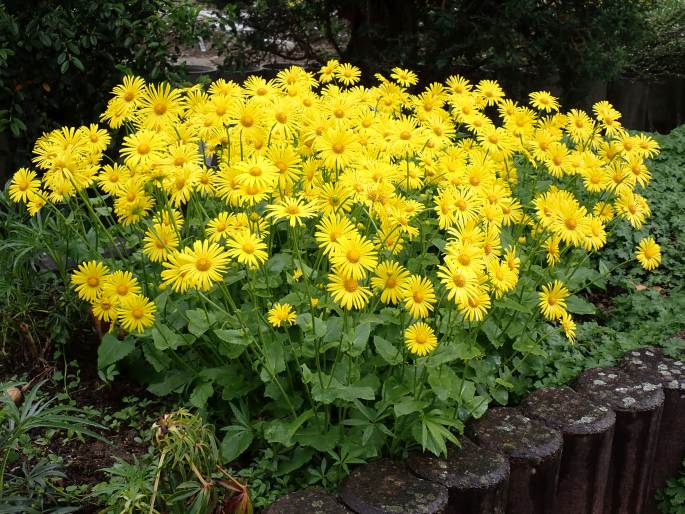 Doronicum orientale